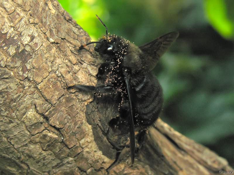 Xylocopa violacea (Linnaeus, 1758)
